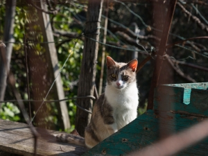 Gli abitanti di Schiara (foto Matteo Pugassi)