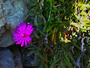 Fioriture sulle rocce (foto Fabio Cavazzini)