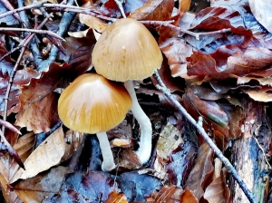 (foto Sonia Comelli)