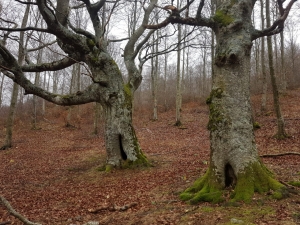 (foto Aldo Facchinelli)