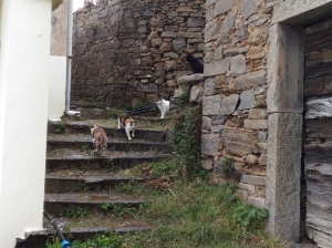 Schiara, il paese dei gatti (foto Francesca Zolezzi)