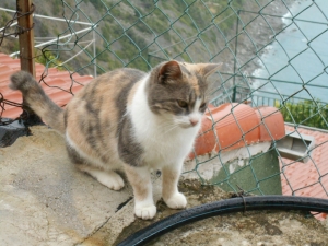 (foto Luca Centi)