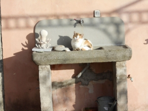 L'ultimo gatto a Campiglia (foto Luca Centi)