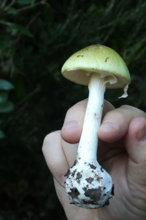 Una amanita sul nostro cammino (foto Augusto Ferrari)