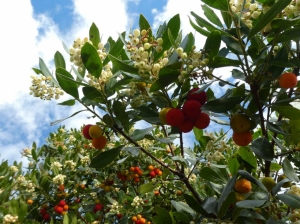 Il corbezzolo tricolore (foto Augusto Ferrari)