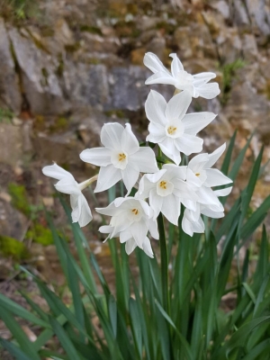 I primi narcisi (foto Clarice Maccini)