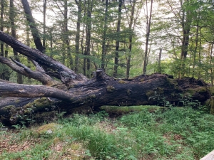 (foto Enrica Gambazza)