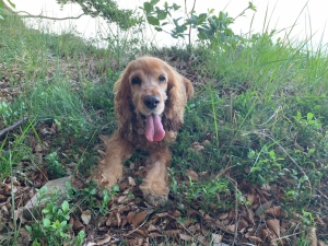 (foto Enrica Gambazza)