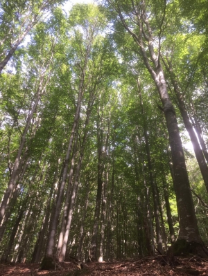 (foto Enrica Pardini)