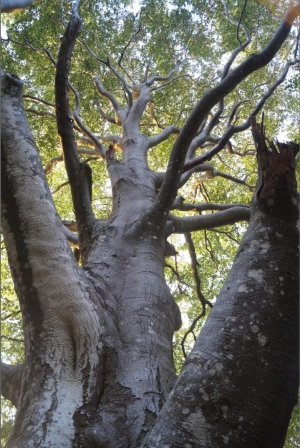 (foto Tatiana Mazza)